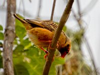 2022-06-13-GaiaZoo-07