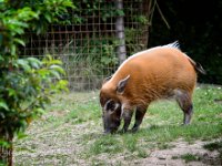 2022-06-13-GaiaZoo-09