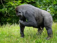 2022-06-13-GaiaZoo-10