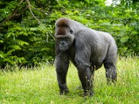 2022-06-13-GaiaZoo-11