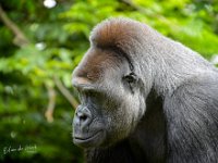 2022-06-13-GaiaZoo-12