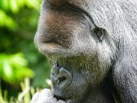 2022-06-13-GaiaZoo-13