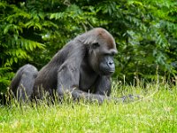 2022-06-13-GaiaZoo-14