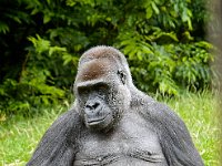 2022-06-13-GaiaZoo-15