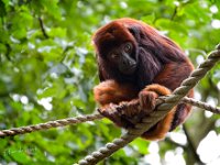 2022-06-13-GaiaZoo-17