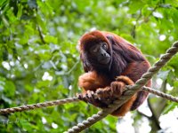 2022-06-13-GaiaZoo-18