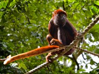 2022-06-13-GaiaZoo-19