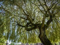2016-Haarzuilens-19-5249 : Kasteel de Haar, Nederland