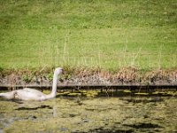 2016-Haarzuilens-68-5337 : Kasteel de Haar, Nederland
