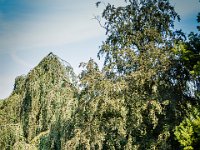 2016-Haarzuilens-73-5349 : Kasteel de Haar, Nederland