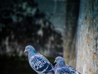 2016-Loire-13-5435 : Chateaux, Chenonceau, Frankrijk, Loire