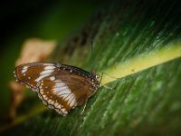 2015-Bordino-1-1801 : Bordano, Friuli, Italie, Vlinders