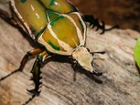 2015-Bordino-11-1826 : Bordano, Friuli, Italie, Scarabee