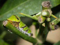 2015-Bordino-12-1830 : Bordano, Friuli, Italie, Vlinders