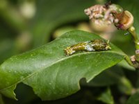 2015-Bordino-13-1833 : Bordano, Friuli, Italie, Vlinders