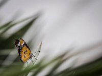 2015-Bordino-14-1838 : Bordano, Friuli, Italie, Vlinders