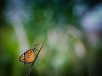 2015-Bordino-15-1844 : Bordano, Friuli, Italie, Vlinders