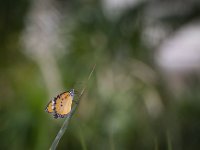 2015-Bordino-16-1845 : Bordano, Friuli, Italie, Vlinders