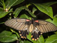 2015-Bordino-17-1846 : Bordano, Friuli, Italie, Vlinders
