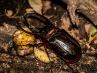 2015-Bordino-18-1850 : Bordano, Friuli, Italie, Scarabee
