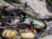 2015-Bordino-19-1852 : Bordano, Friuli, Italie, Scarabee