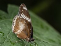 2015-Bordino-2-1802 : Bordano, Friuli, Italie, Vlinders