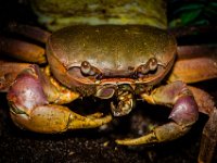 2015-Bordino-29-1905 : Bordano, Friuli, Italie, Krab