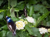 2015-Bordino-3-1807 : Bordano, Friuli, Italie, Vlinders