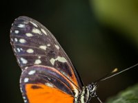 2015-Bordino-33-1931 : Bordano, Friuli, Italie, Vlinders