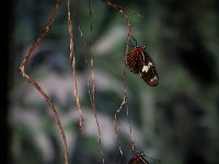 2015-Bordino-34-1936 : Bordano, Friuli, Italie, Vlinders