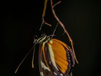 2015-Bordino-37-1948 : Bordano, Friuli, Italie, Vlinders