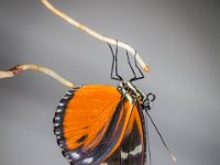 2015-Bordino-38-1949 : Bordano, Friuli, Italie, Vlinders