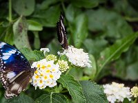 2015-Bordino-4-1808 : Bordano, Friuli, Italie, Vlinders