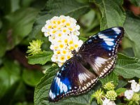 2015-Bordino-5-1811 : Bordano, Friuli, Italie, Vlinders