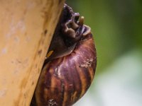 2015-Bordino-6-1813 : Bordano, Friuli, Italie, Vlinders