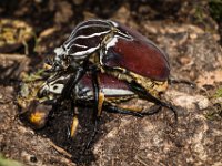 2015-Bordino-8-1823 : Bordano, Friuli, Italie, Scarabee