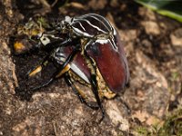 2015-Bordino-9-1824 : Bordano, Friuli, Italie, Scarabee