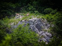 2015-Cornino-13-1776 : Friuli, Gieren, Italie, Lago di Cornino