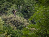 2015-Cornino-6-1746 : Friuli, Gieren, Italie, Lago di Cornino