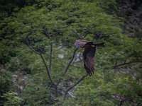 2015-Cornino-9-1756 : Friuli, Gieren, Italie, Lago di Cornino