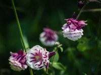 2015-Monte Prat-10-1703 : Bloemen, Friuli, Italie, Monte Prat
