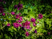 2015-Monte Prat-11-1704 : Bloemen, Friuli, Italie, Monte Prat
