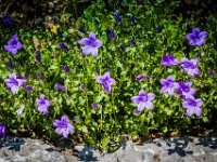 2015-Monte Prat-5-1694 : Bloemen, Friuli, Italie, Monte Prat