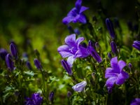 2015-Monte Prat-6-1695 : Bloemen, Friuli, Italie, Monte Prat
