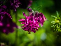 2015-Monte Prat-9-1700 : Bloemen, Friuli, Italie, Monte Prat