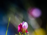2015-Pals-1-1582 : Bloemen, Pals, Spanje, Wilde Lathyrus