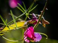 2015-Pals-2-1583 : Bloemen, Pals, Spanje, Wilde Lathyrus