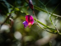 2015-Pals-3-1585 : Bloemen, Pals, Spanje, Wilde Lathyrus