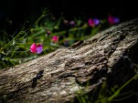 2015-Pals-4-1588 : Bloemen, Pals, Spanje, Wilde Lathyrus