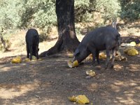 Duplicate Spanje2010-215 : El Repilado, Iberian Pigs
